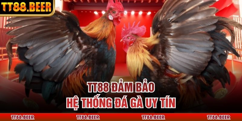 TT88 đảm bảo hệ thống đá gà uy tín